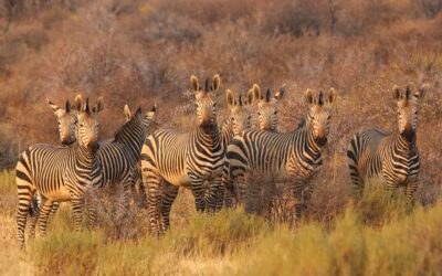 Oplev uforglemmelige safarirejser i Afrikas mest fascinerende landskaber